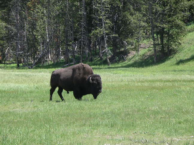 images/Bison enjoyning their time (8).jpg